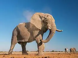 CFC 2024 Programming Cycle – The Elephant!