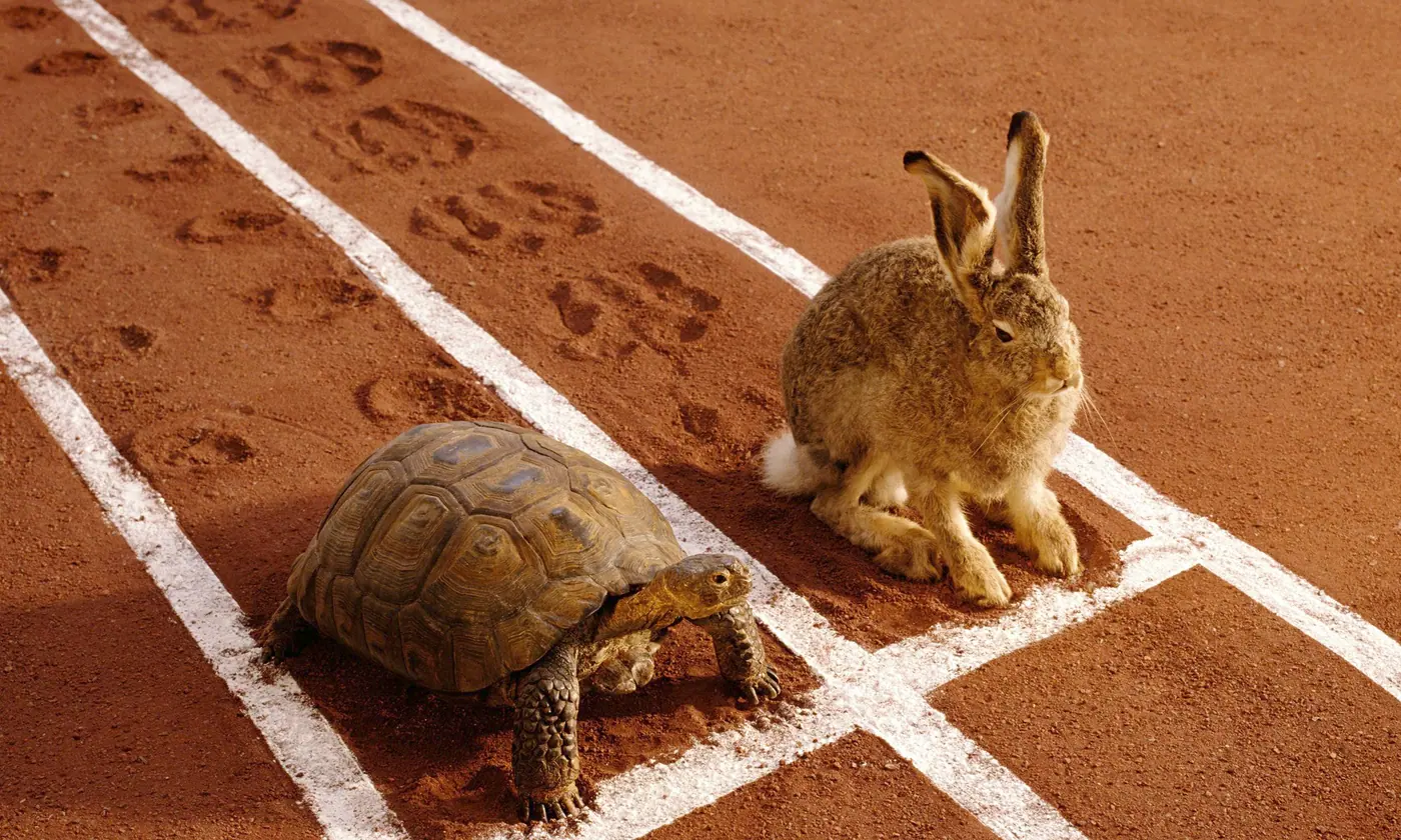 CFC 2024 Programming Cycle – The Tortoise and the Hare